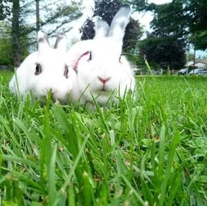 Meet your Posher, Ally